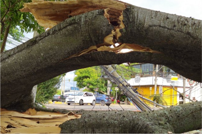 Árvore caída e quebrada no meio