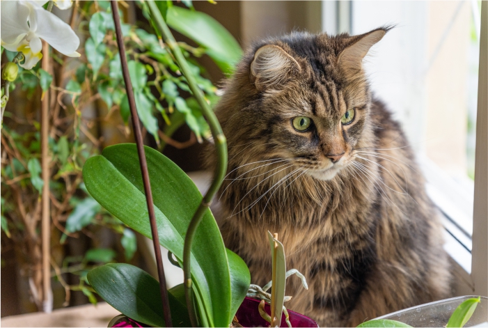 Gato fora de casa para evitar alergias de primavera