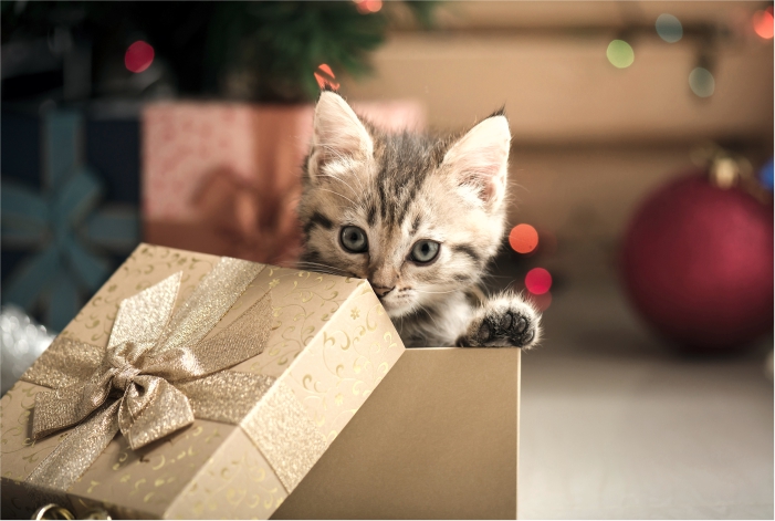 Gato em caixa de presente de Natal 
