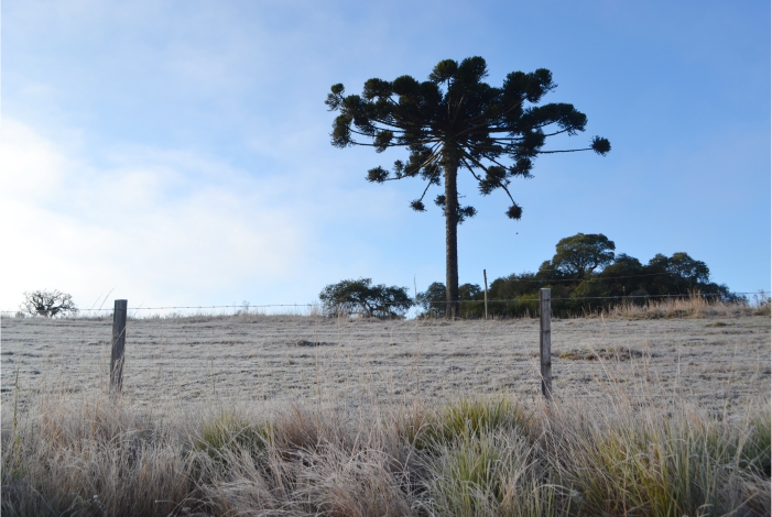 Araucária em meio ao campo com geada