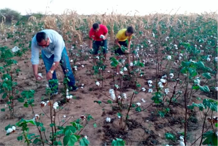 Homens colhendo algodão 