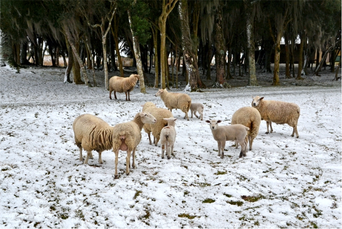 Ovelhas na neve no interior de Caxias do Sul