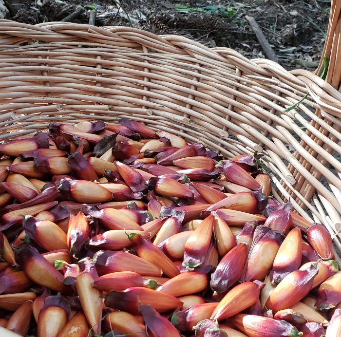 Pinhão em cesta de vime