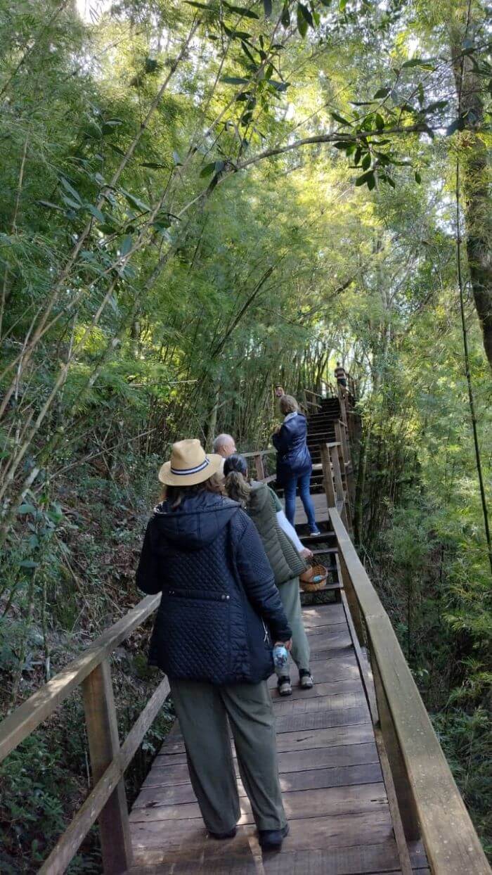 Pessoas em ponte no meio de floresta