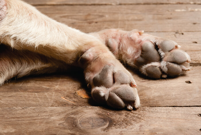 Patas de cachorro