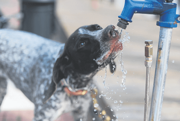 Cachorro bebendo água