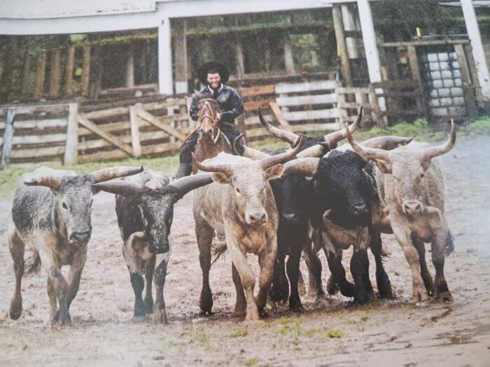 O gado franqueiro do Rio Grande do Sul – Cartografia Afetiva Gados franqueiros