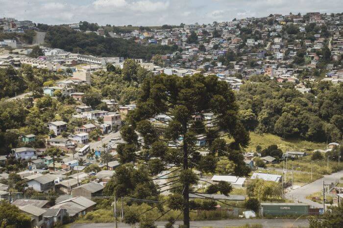 Araucária Araucária em meio à cidade